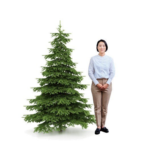 クリスマスツリー（レンタル）