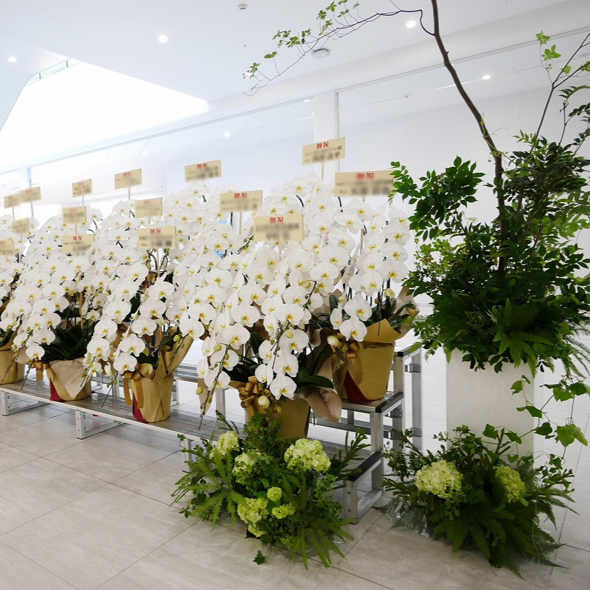 FLOWER COLLECT_11014